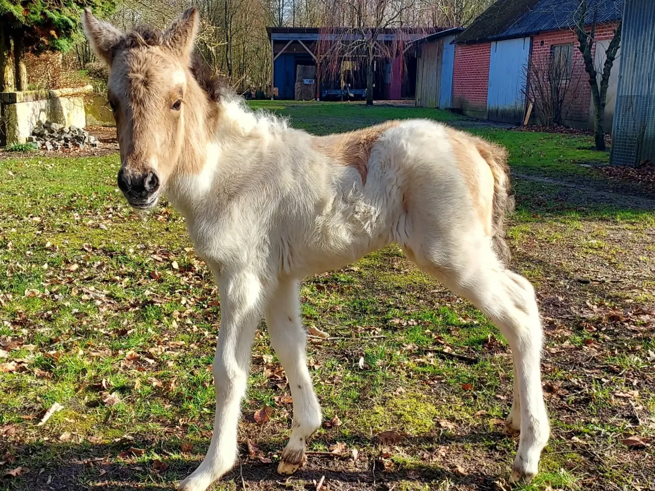 Billede 9 - Unik moldottbroget hoppe med føl