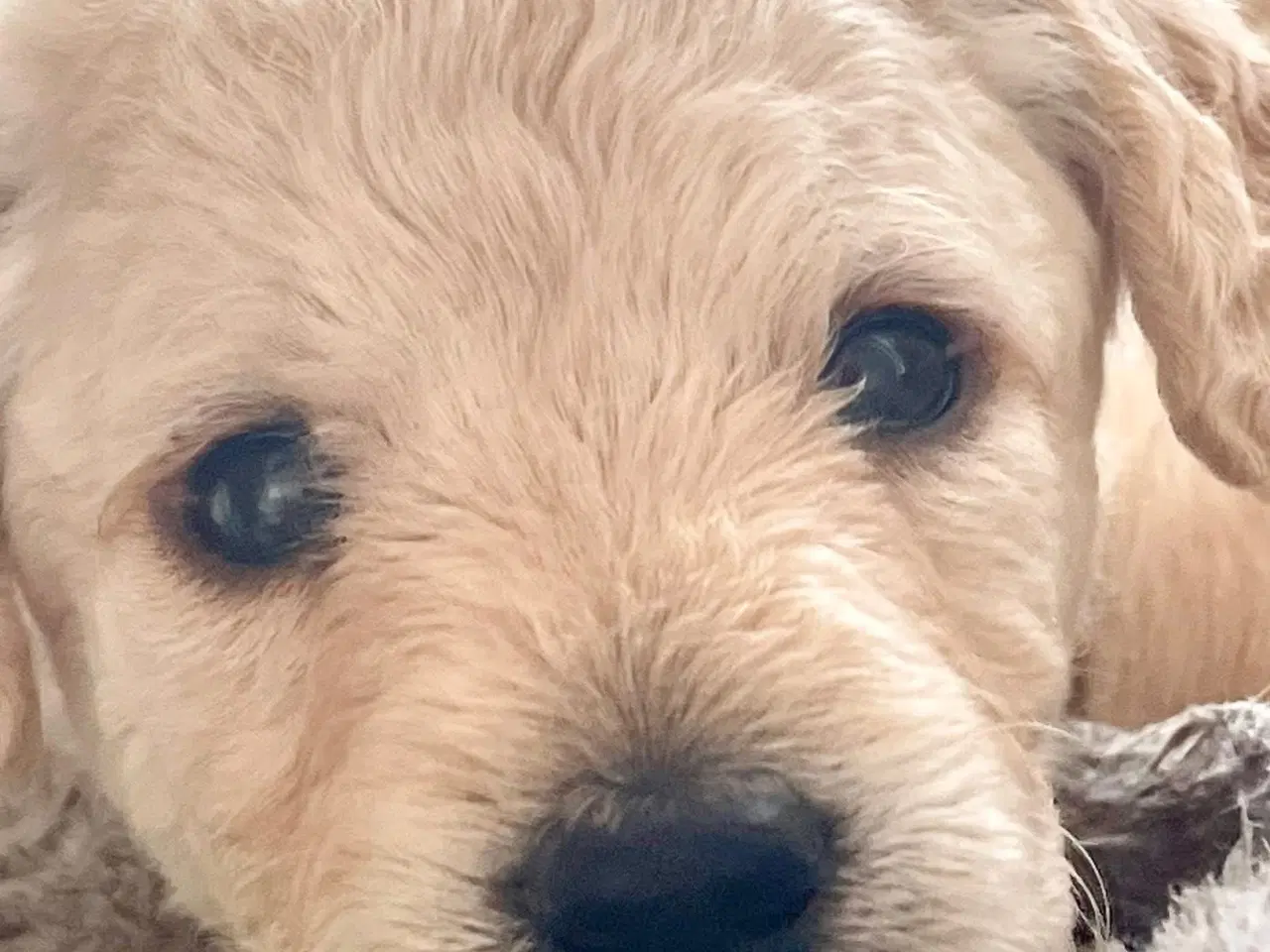 Billede 7 - Mini-labradoodle sælges