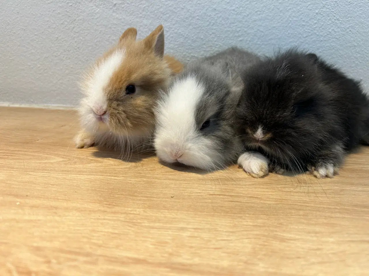 Billede 4 - Løvehoved & Teddy kaninunger