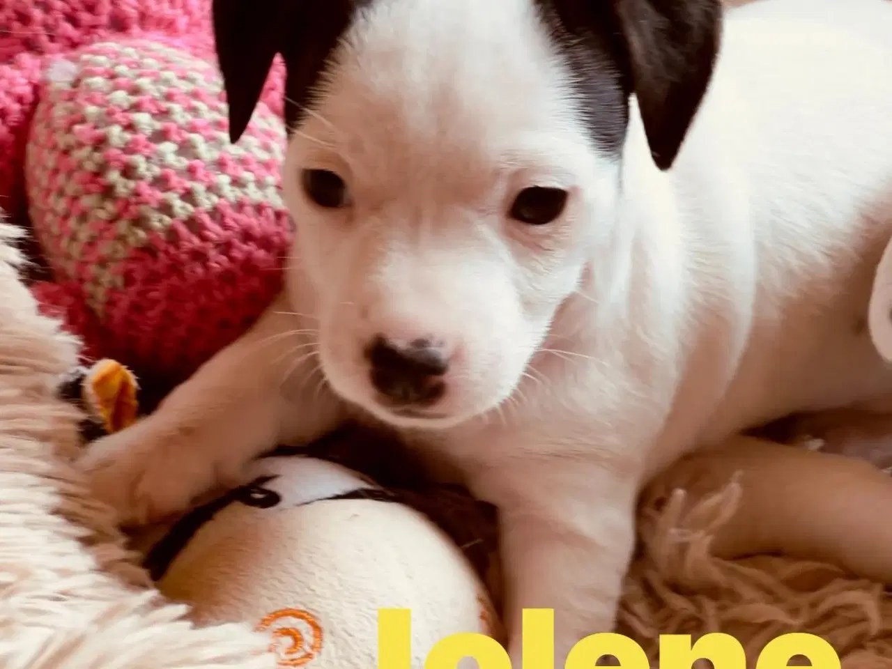 Billede 5 - Jack russel hvalpe 6 uger gamle