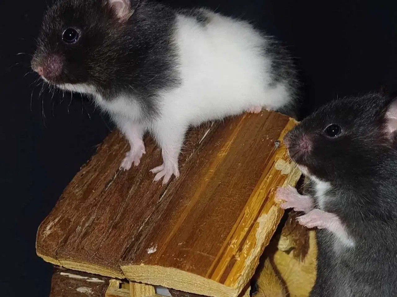 Billede 2 - Guldhamster unger 