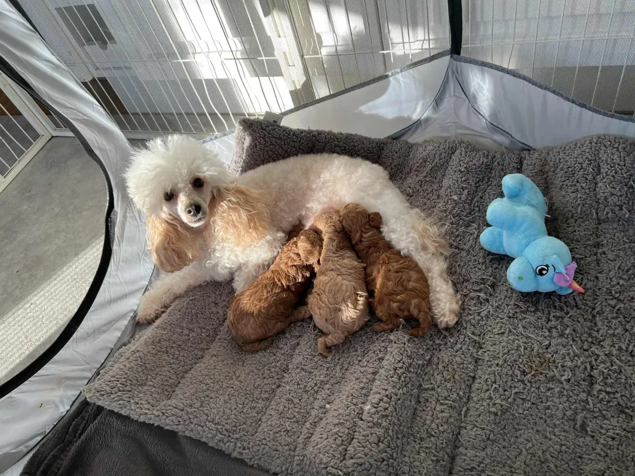 Billede 10 - Toy puddel tæve 