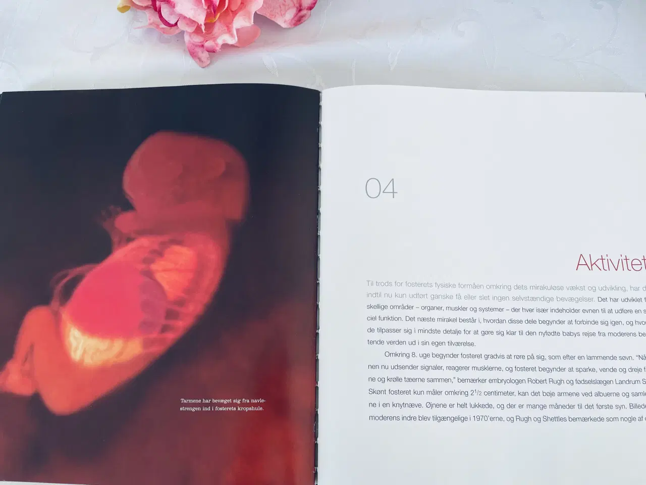 Billede 9 - Fra undfangelse til fødsel