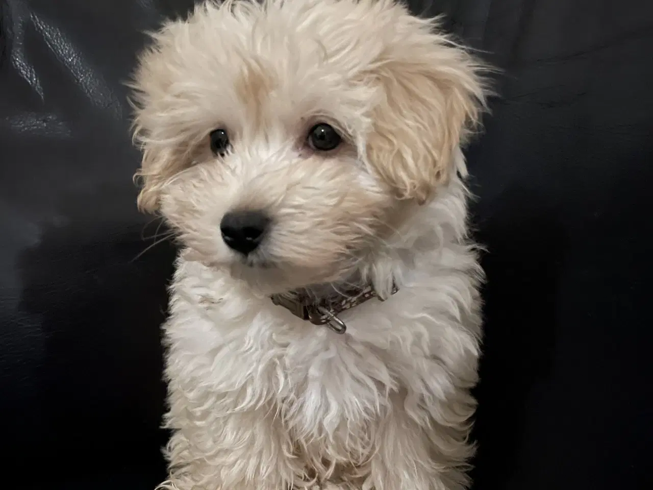 Billede 5 - Havapoo han hvalp SALGSKLAR!