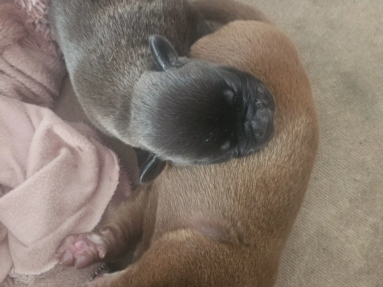 Billede 11 - Dogue de bordeaux blandings hvalpe