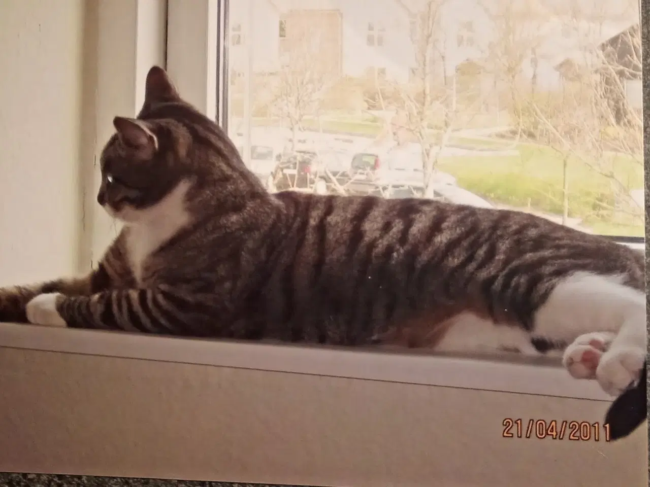 Billede 1 - Efterlysning af kat FLS056