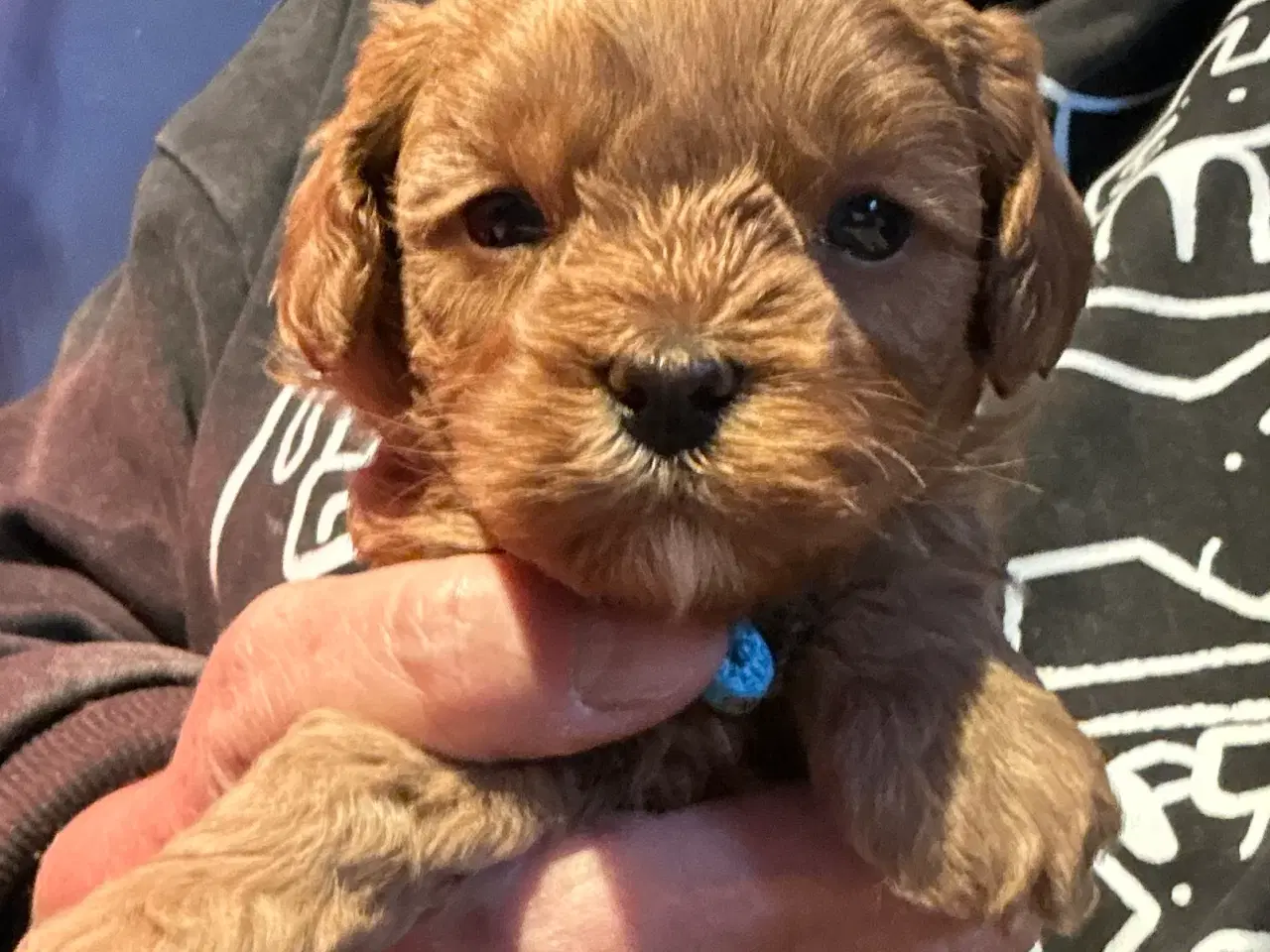 Billede 10 - Mini Cavapoo F2