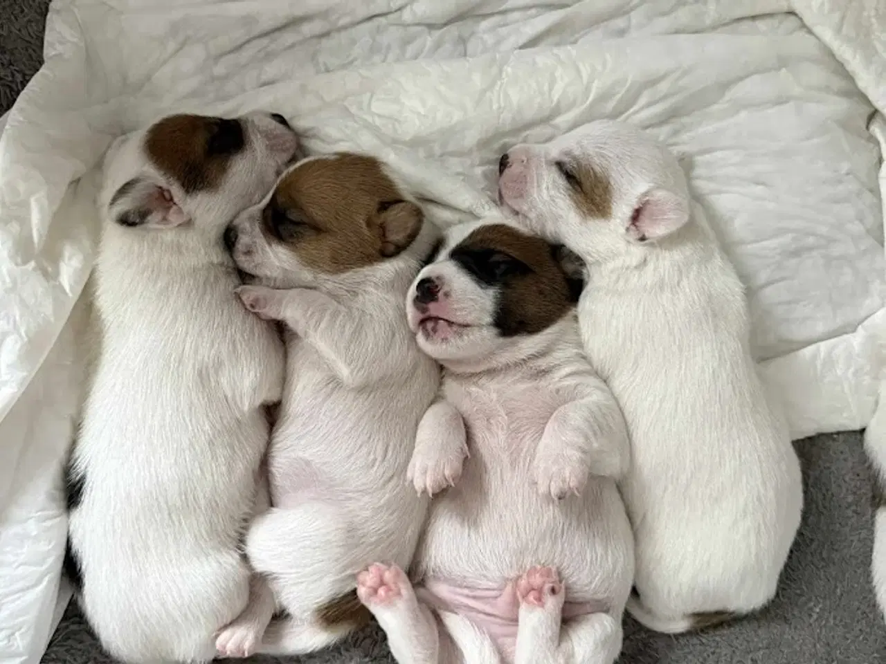 Billede 2 - Jack Russell med sjæl og stil