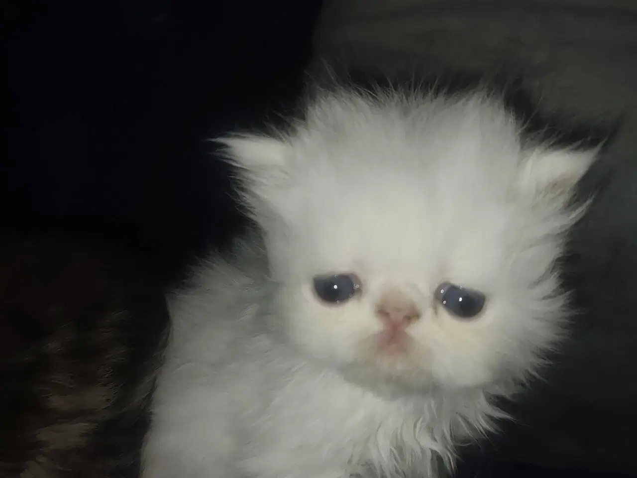 Billede 4 - Perser killinger 