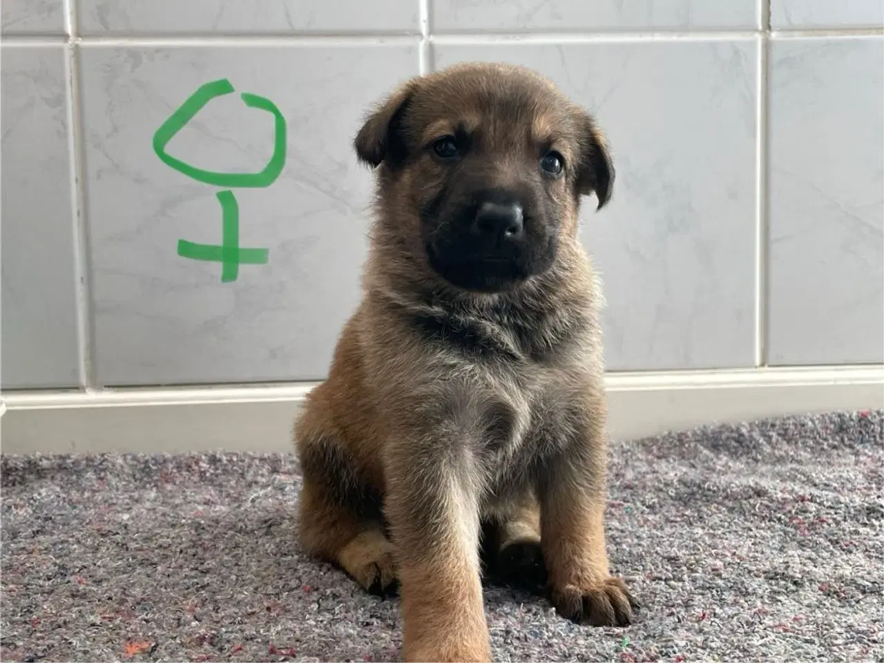 Billede 3 - Skønne schæferhundehvalpe