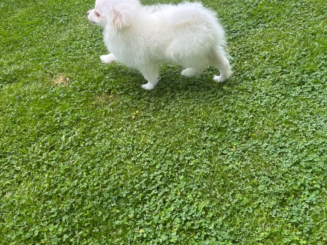 Billede 3 - Mini Pomerania 4 måneder 