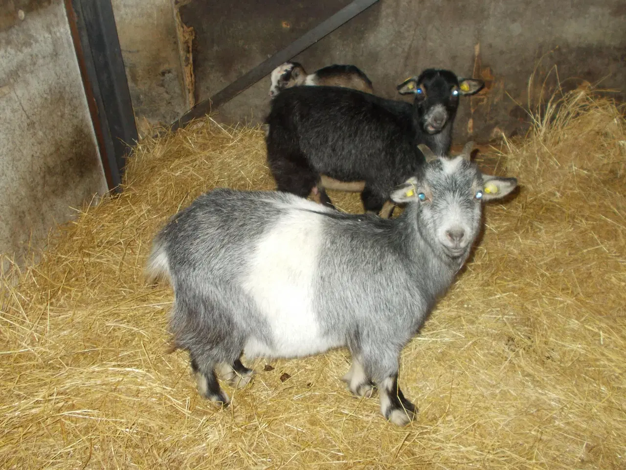 Billede 3 - dværggeder