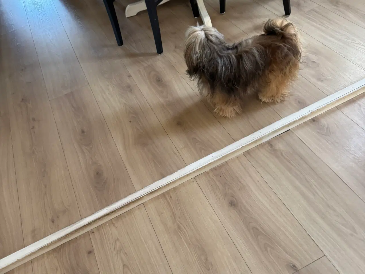 Billede 11 - Lhasa apso han 