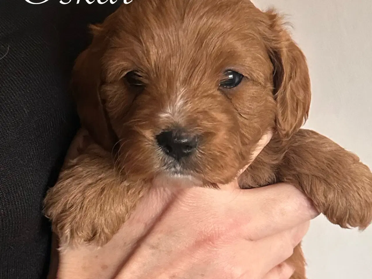 Billede 7 - Cavapoo (Cavalier + toypuddel)