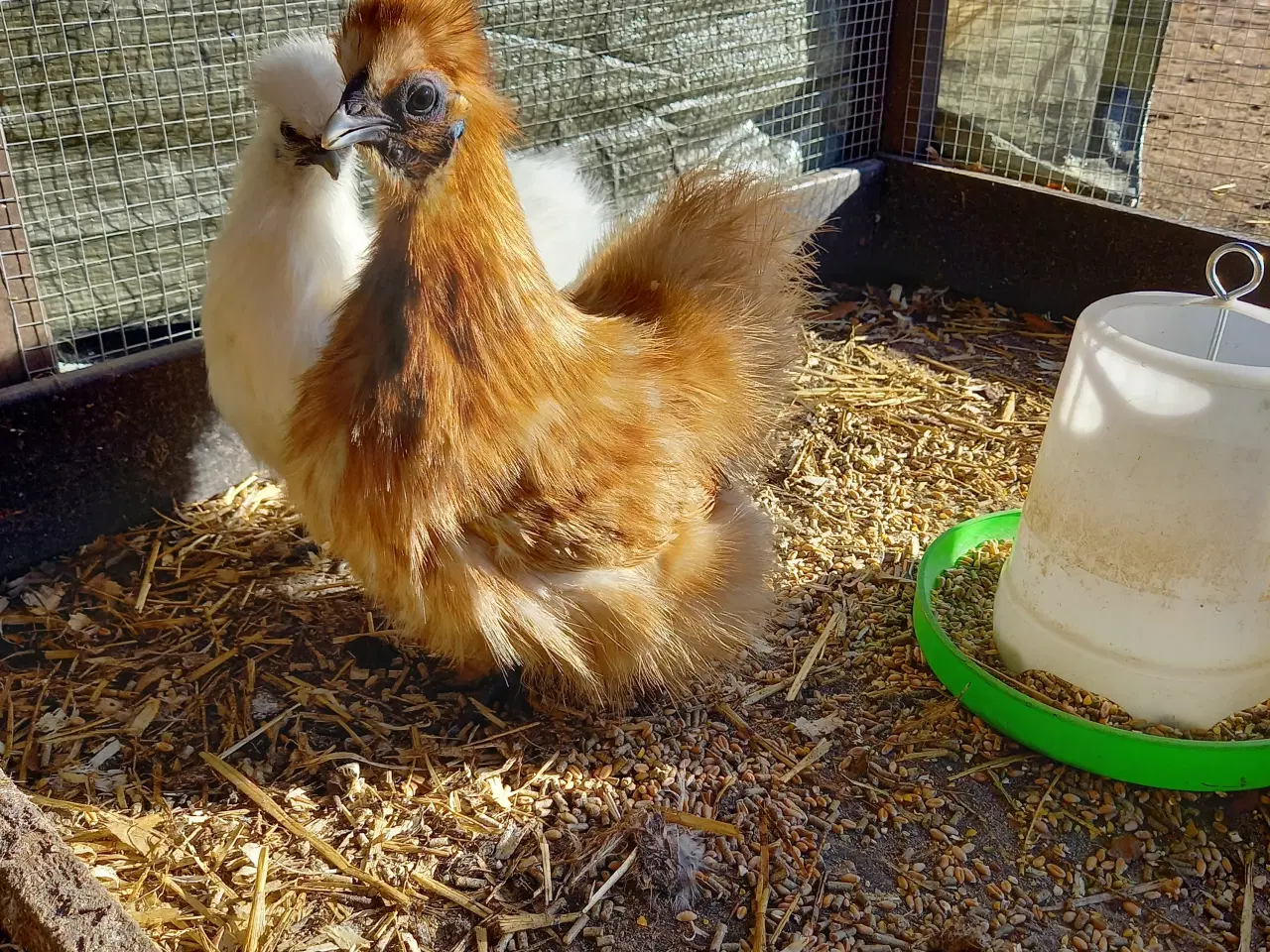Billede 3 - 1,4 gule dværg silkehøns 