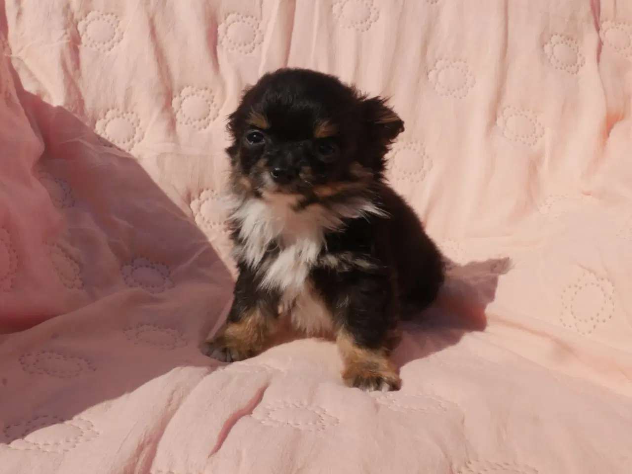 Billede 3 - Smuk, lille hvalp 