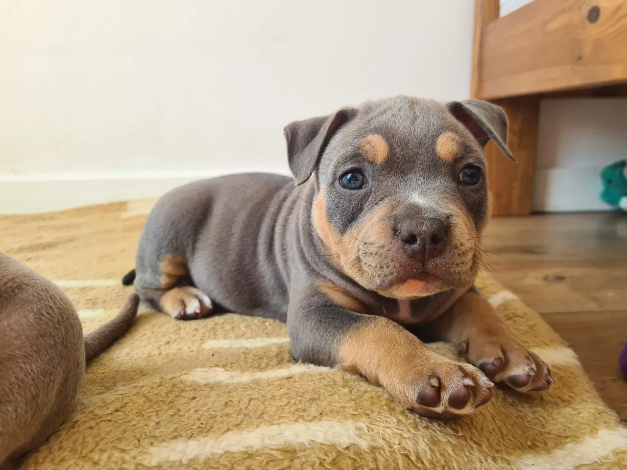 Billede 7 - American Bully Pocket abkc