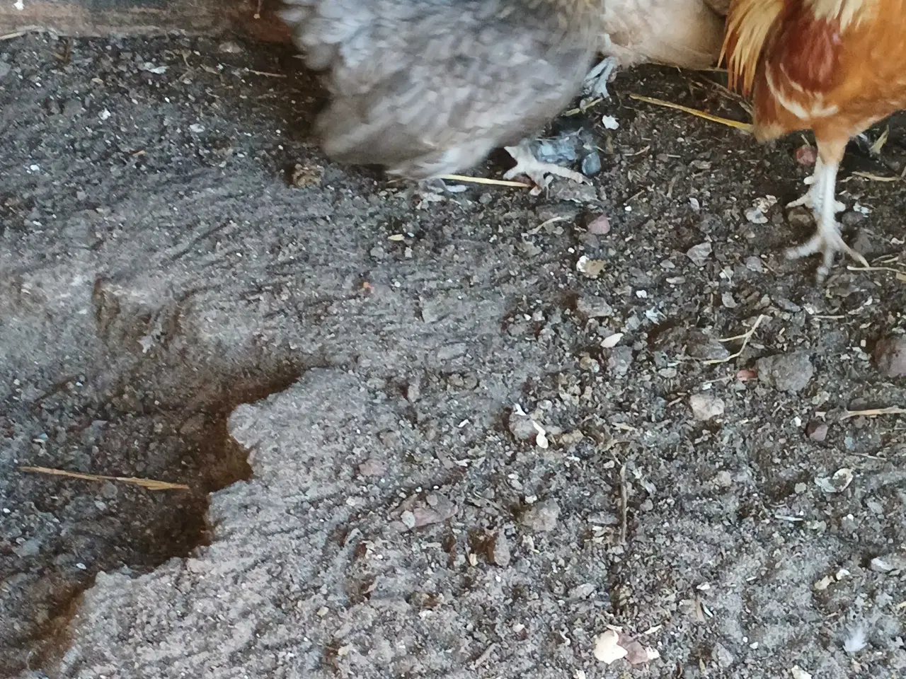 Billede 4 - Hollandske dværg høns og haner 