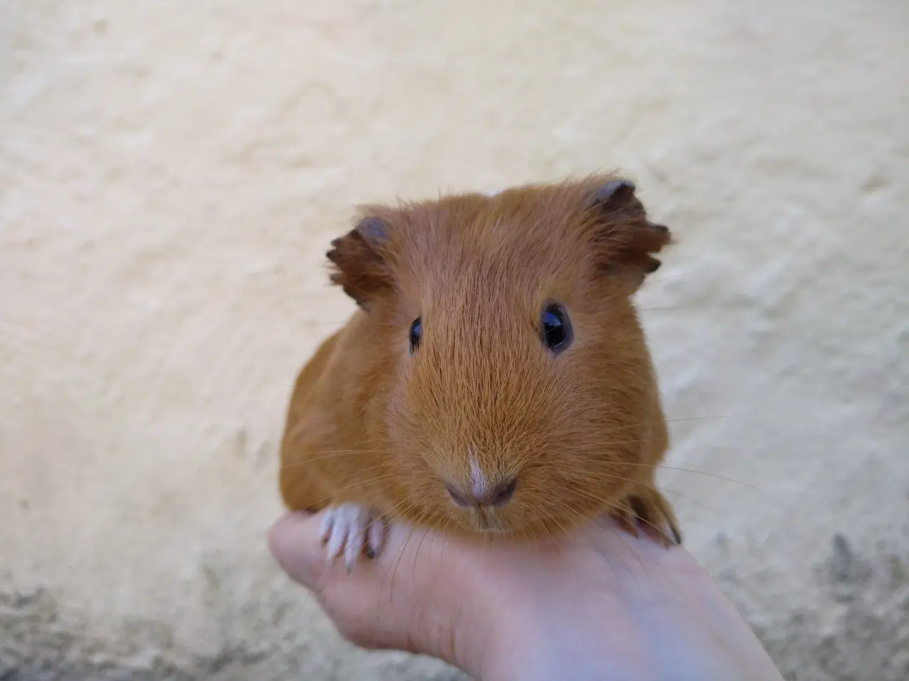 Billede 2 - 2 veninder, små hun unger, marsvin 