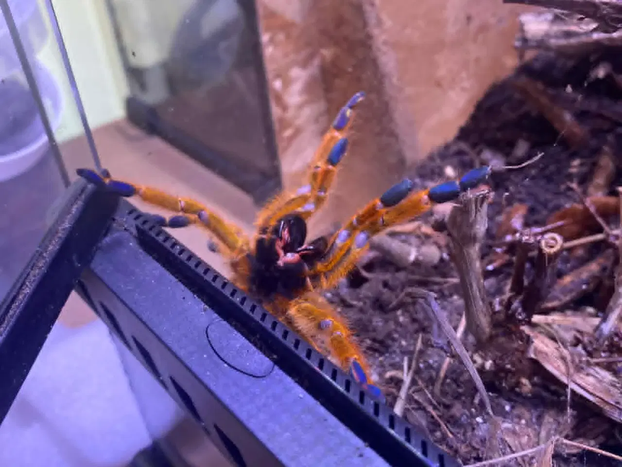 Billede 3 - Edderkopper + Terrarium 