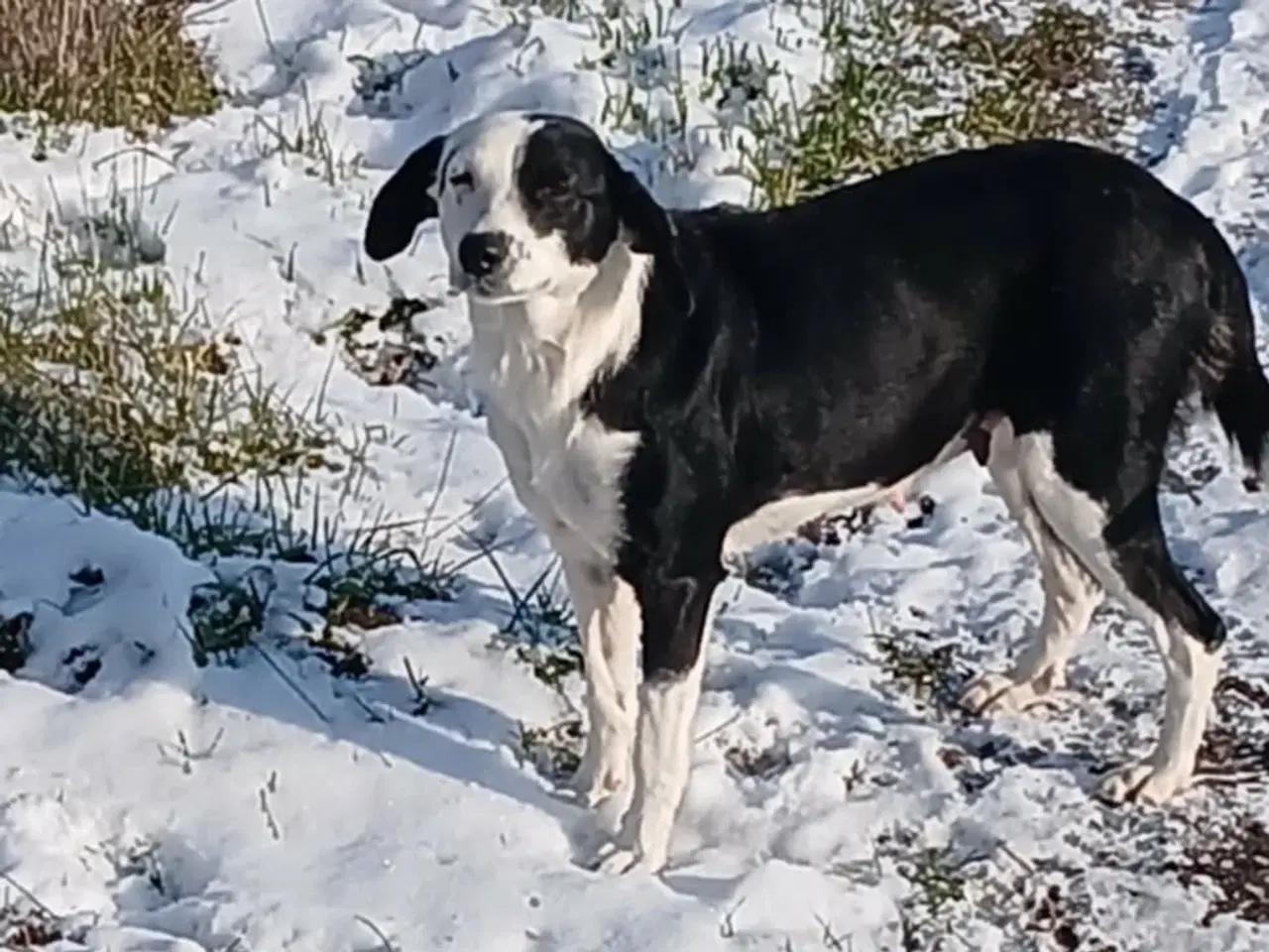 Billede 11 - Smukke Frigg søger sit eget hjem