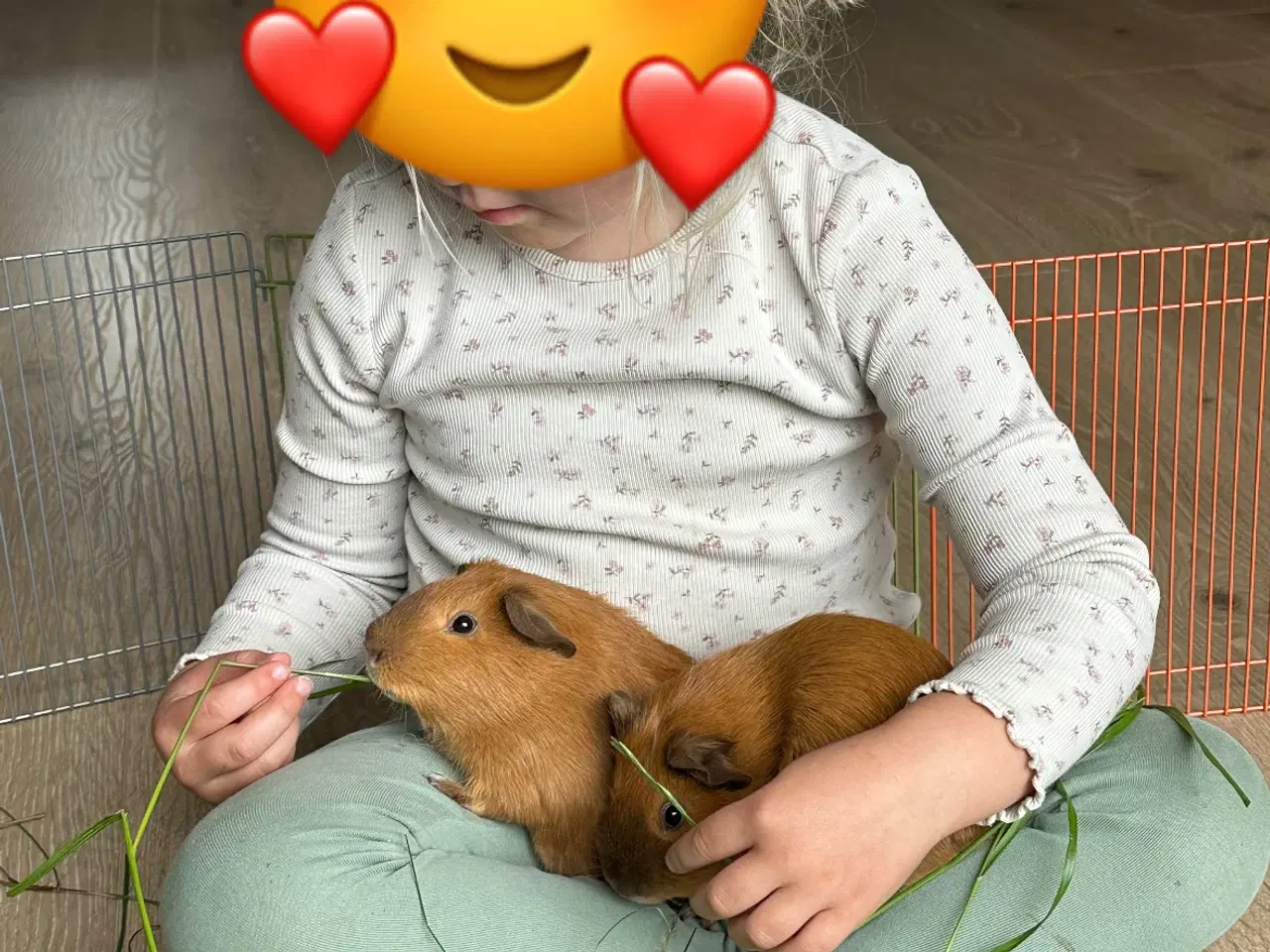 Billede 11 - To søde han marsvin søger nyt hjem