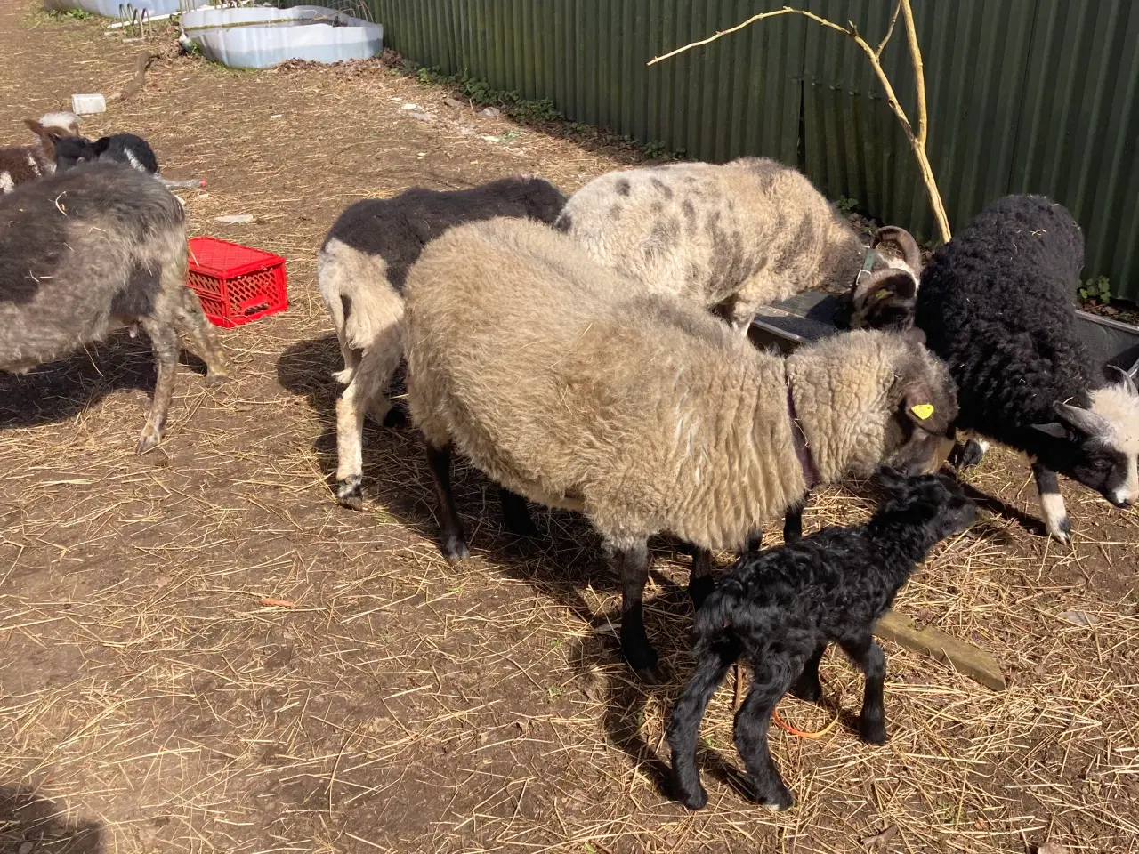 Billede 4 - To gimmer lam Spælsau