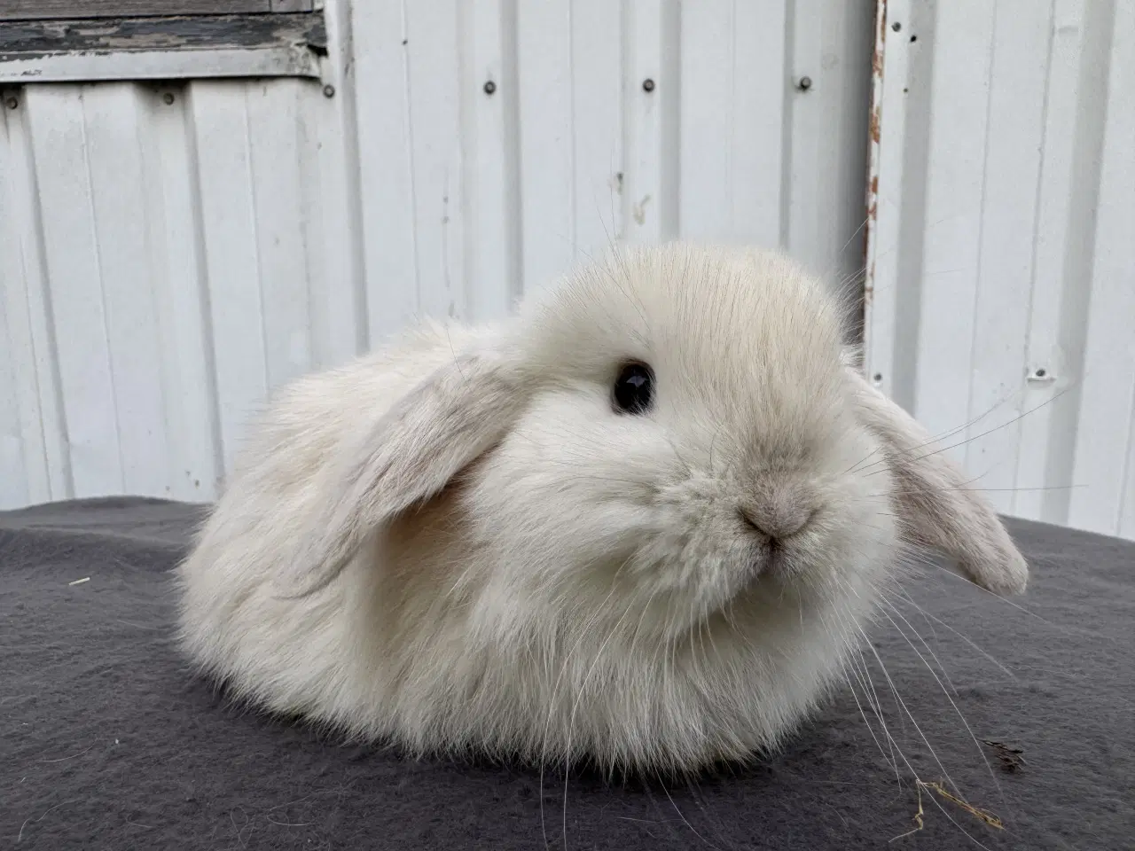Billede 1 - Mini lop hunkanin