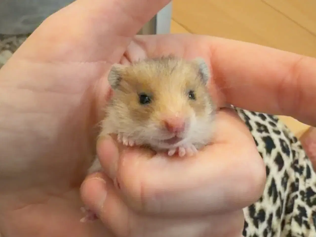 Billede 7 - Guldhamster unger
