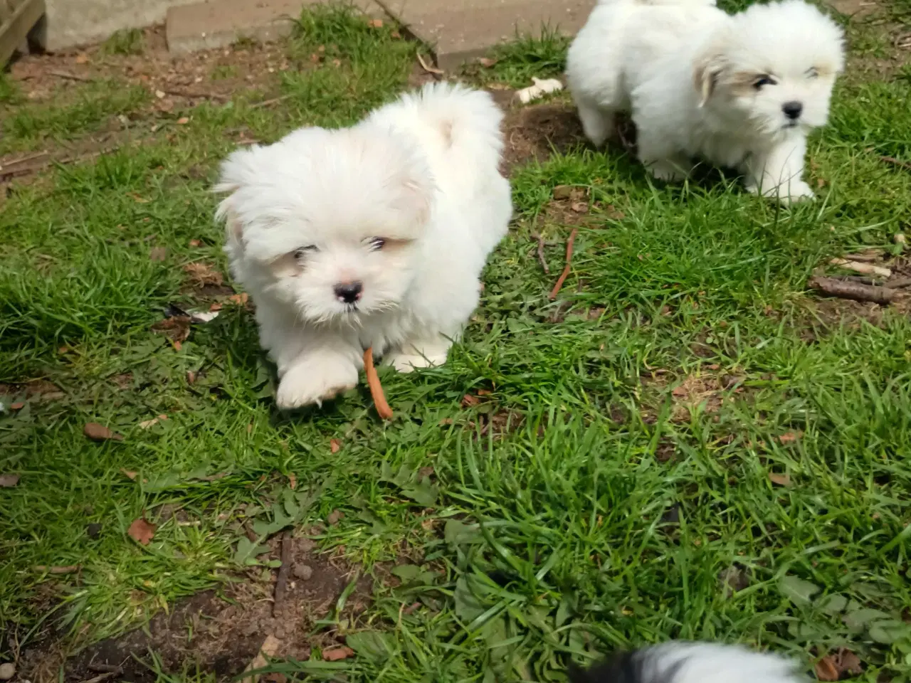 Billede 7 - Klar nu, lhasa apso 