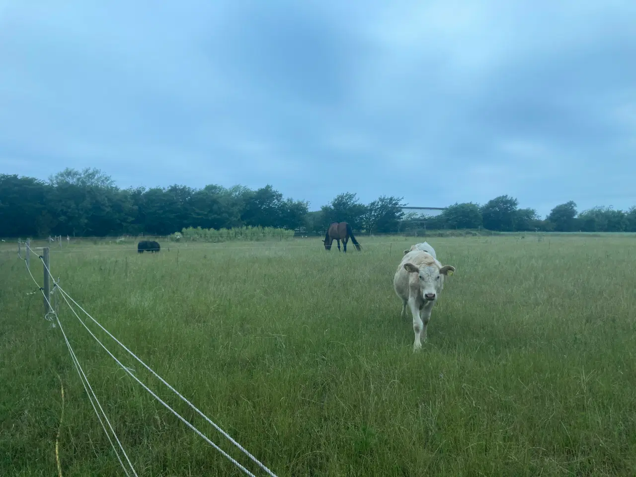 Billede 3 - Shetlænder søges