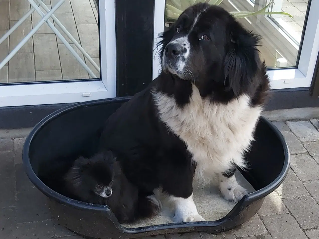 Billede 7 - Landseer, Berner Sennen + Newfie