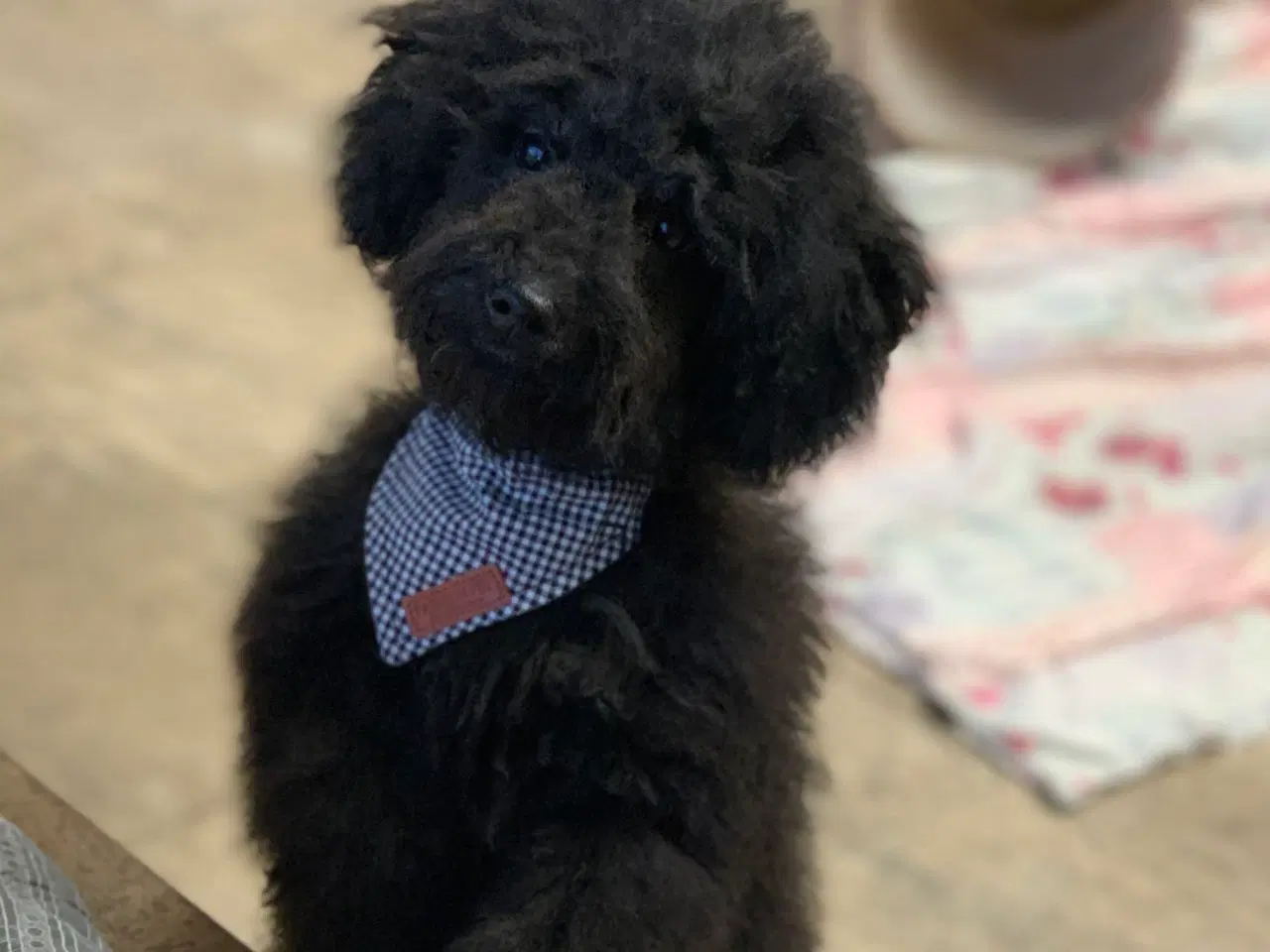 Billede 6 - Den dejligste Maltipoo dreng 