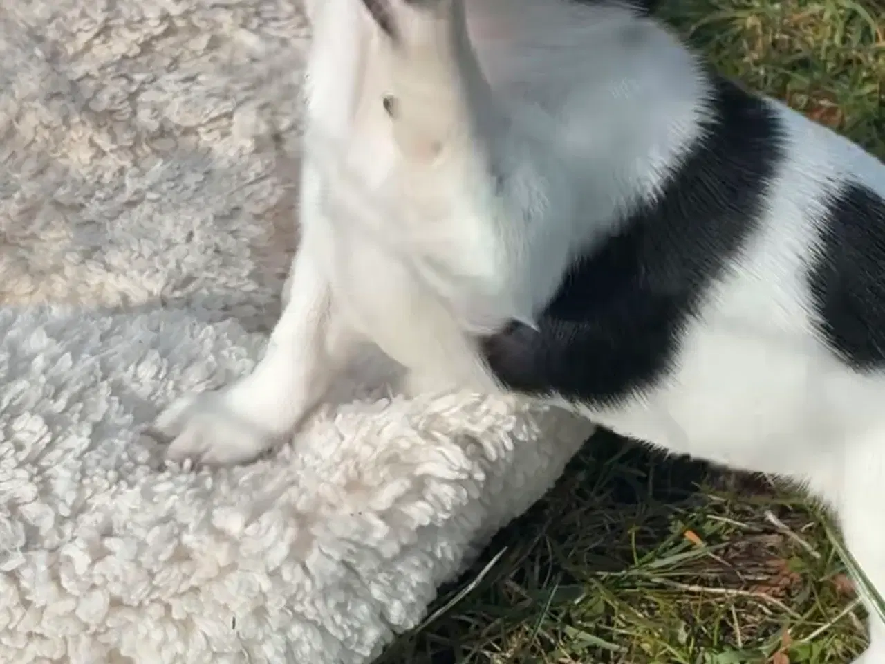 Billede 4 - DKK Chihuahua 