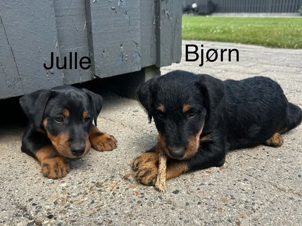 Billede 15 - Tysk jagtterrier hvalpe