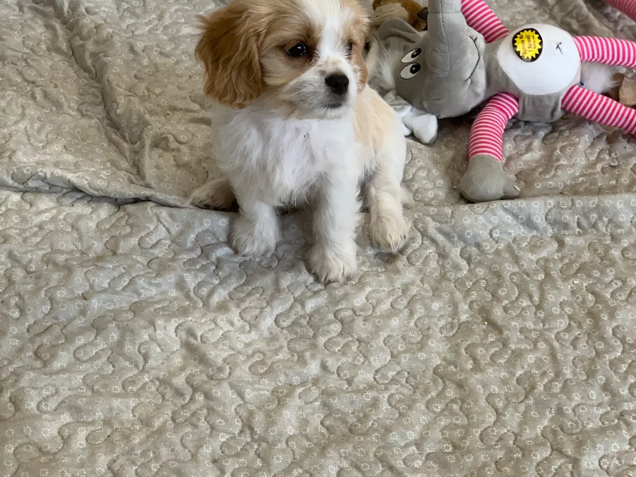 Billede 11 - Bichon / cavalier babyer 