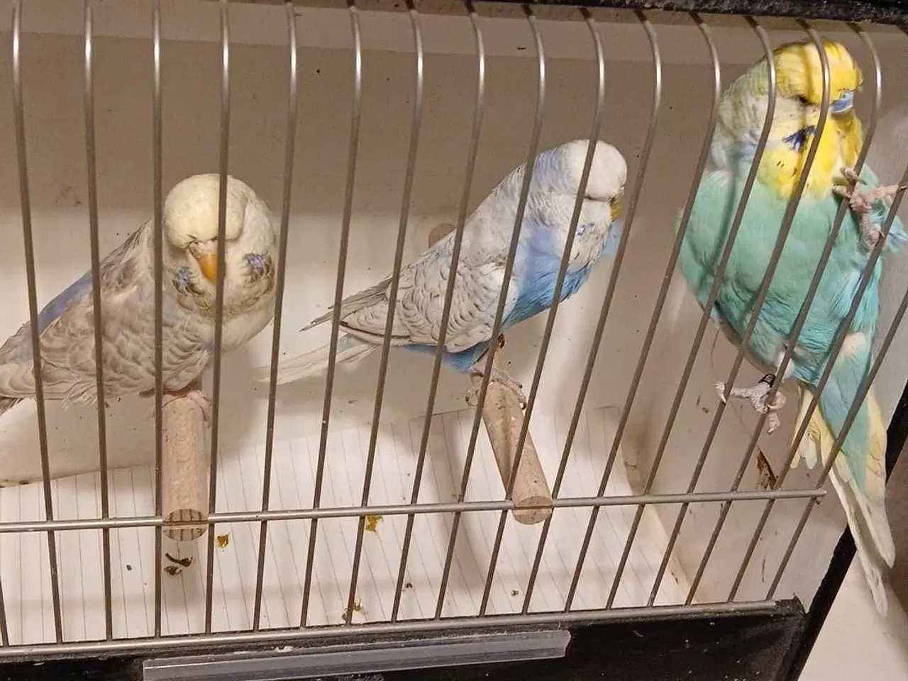 Billede 3 - 9 engelske undulater 