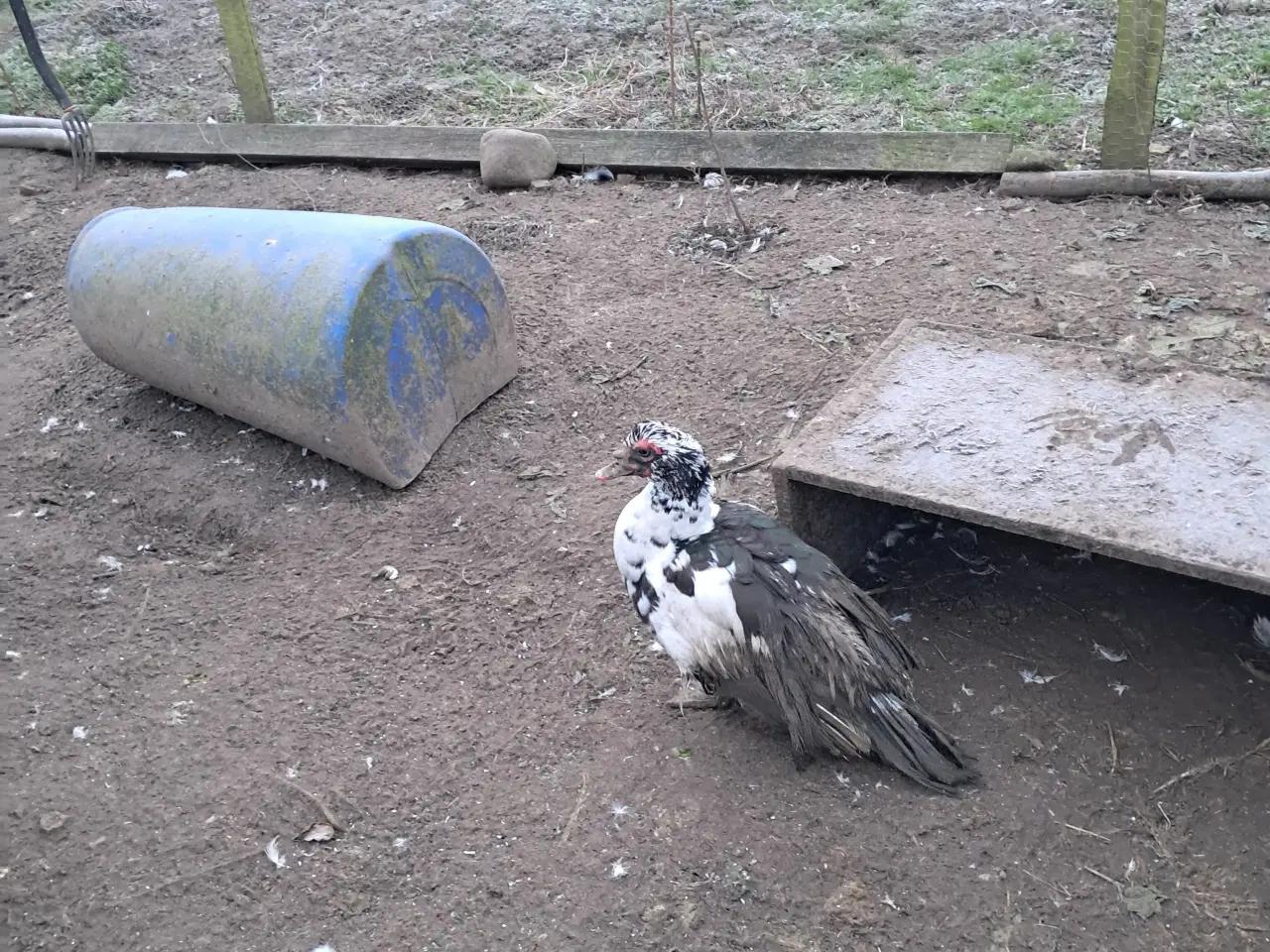 Billede 2 - Moskusandrik