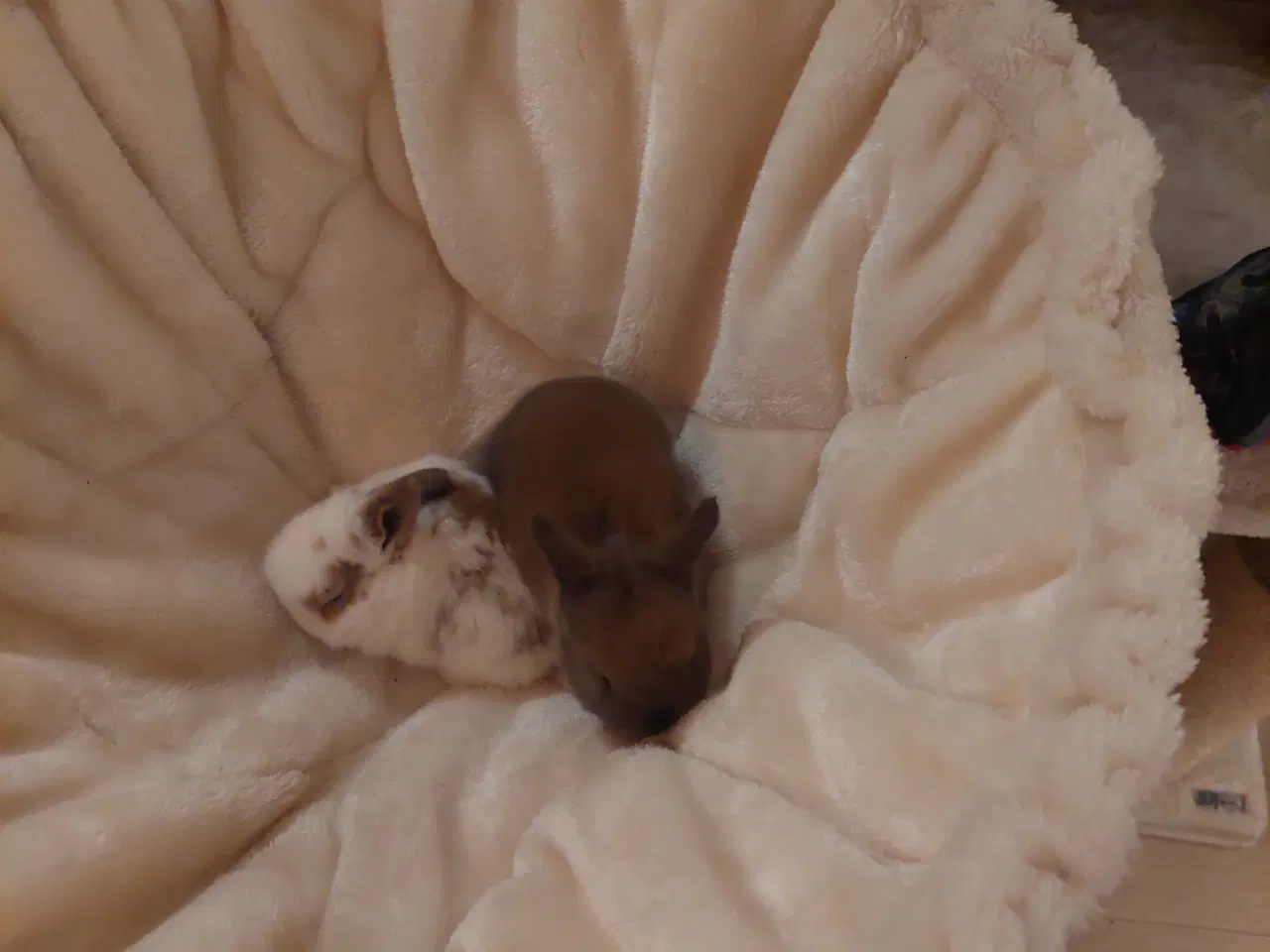 Billede 2 - Søde kaniner til salg