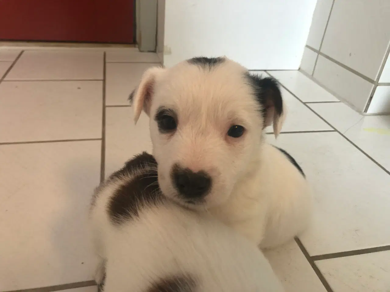 Billede 13 - Jack Russell Terrier hvalpe 8 uger 1-3-26