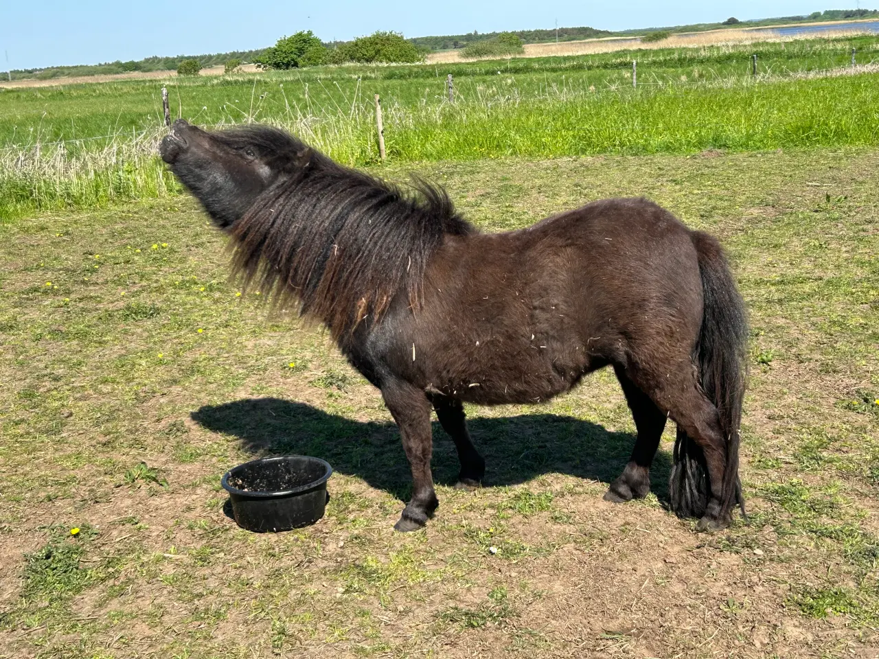 Billede 13 - Skøn mini shetlænder hoppe sælges 