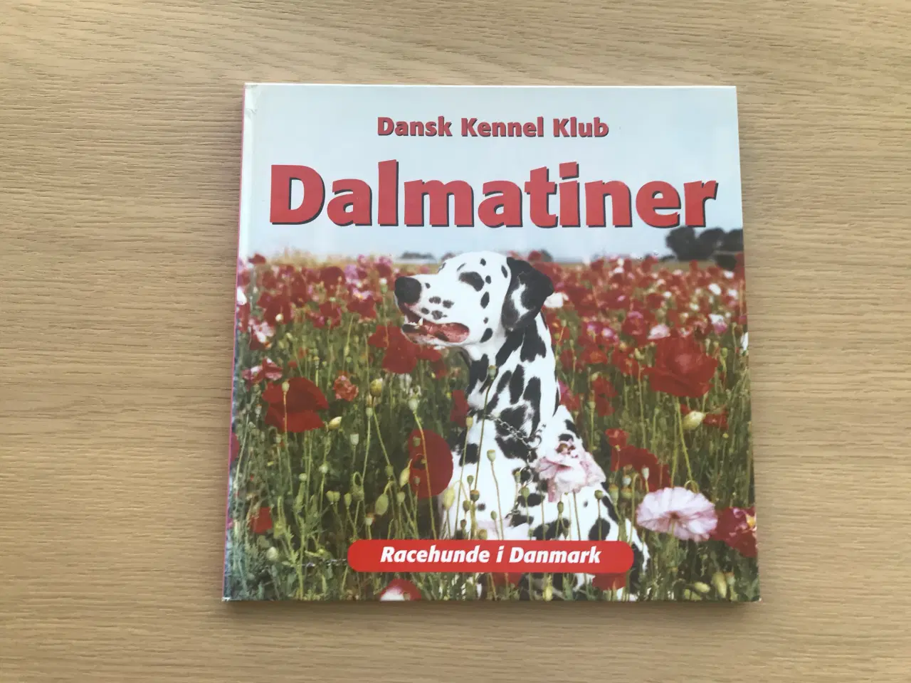 Billede 1 - Dalmatiner  - Racehunde i Danmark