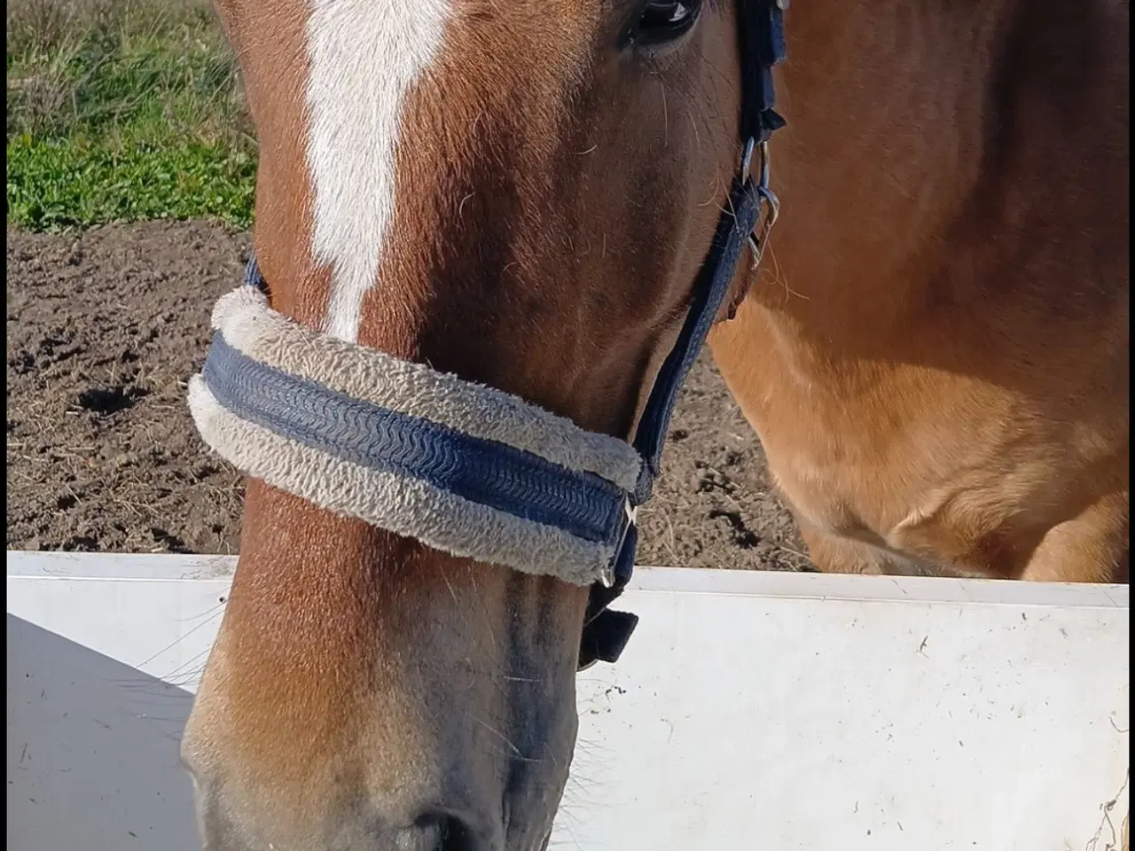 Billede 3 - Fjordhest/tinker vallak på 6,5 år