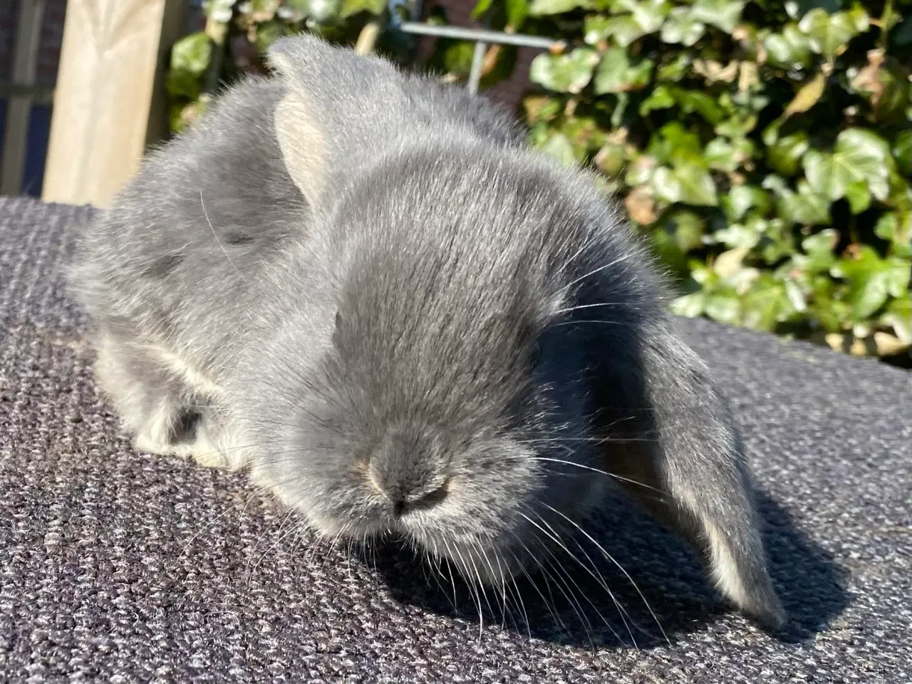 Billede 7 - FRANSK VÆDDER HUN BLÅ OTTER