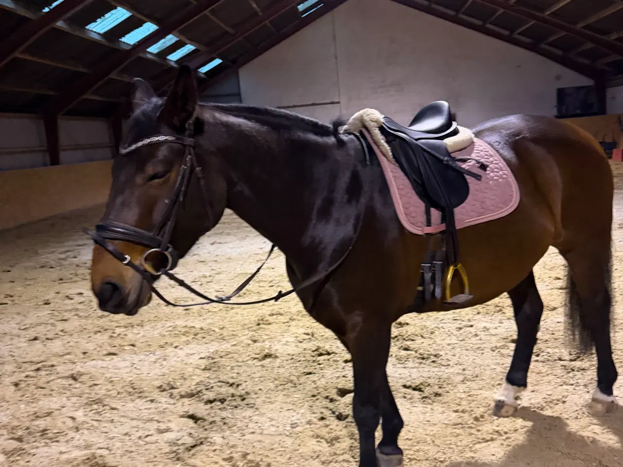 Billede 3 - 6 års oldenborger hoppe 