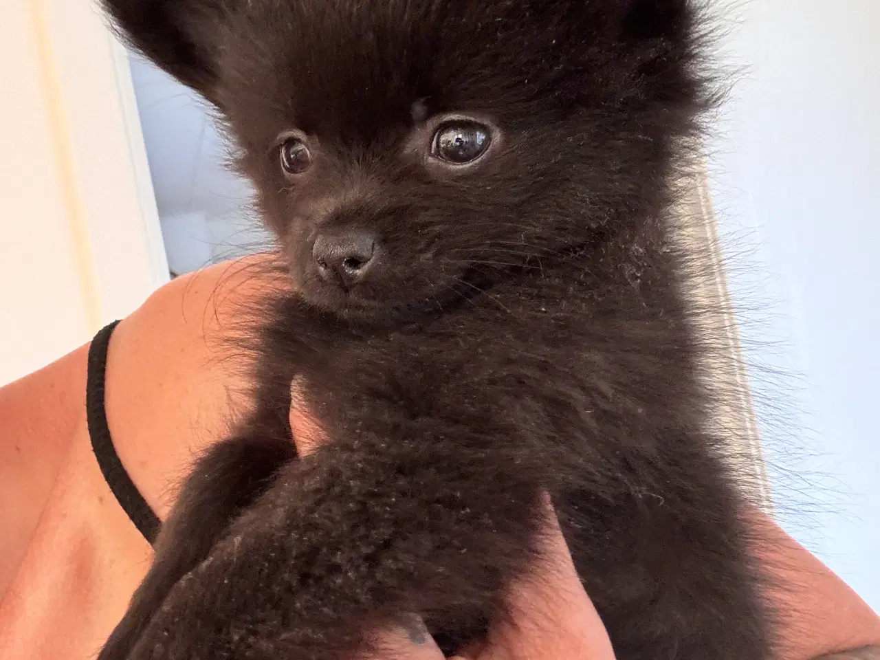 Billede 7 - Pomchi hvalp 