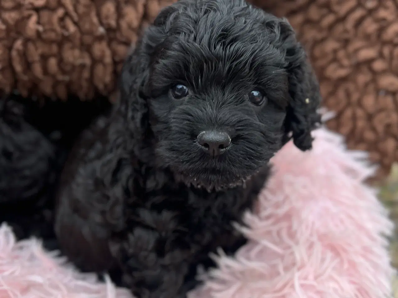 Billede 7 - Merlefarvet Cockapoo 