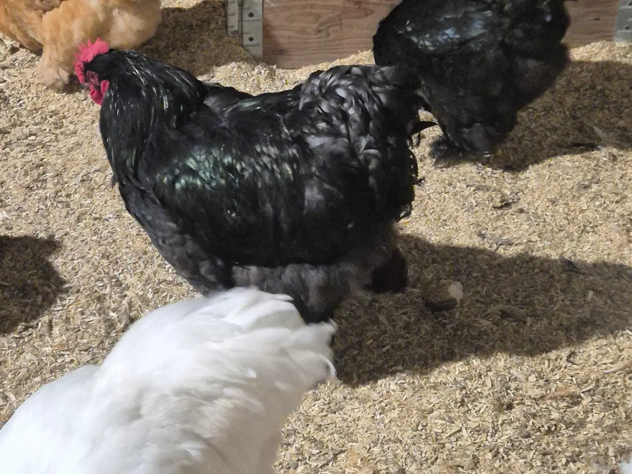 Billede 1 - Kochin i sort 