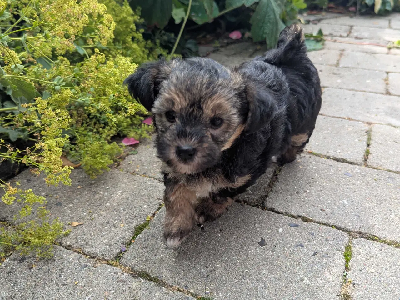 Billede 10 - Hundehvalpe 
