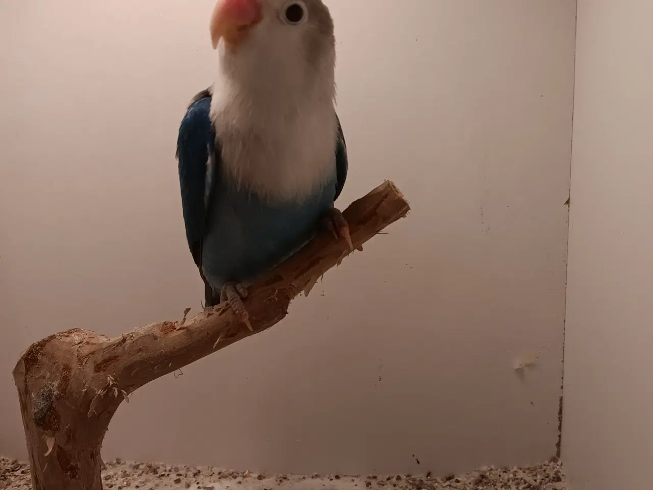 Billede 1 - rødhoveddvp i viol